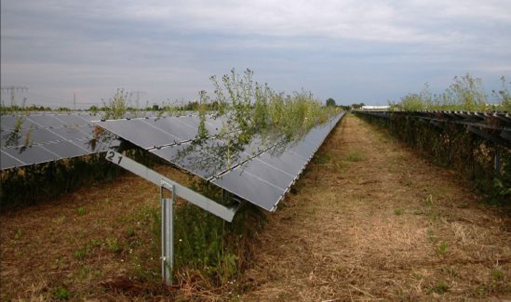 solar-farm-vegetation